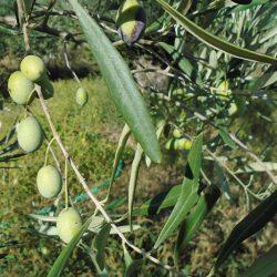 Τι πρέπει να προσέξουμε κατά τη χειμερινή λίπανση στην ελιά